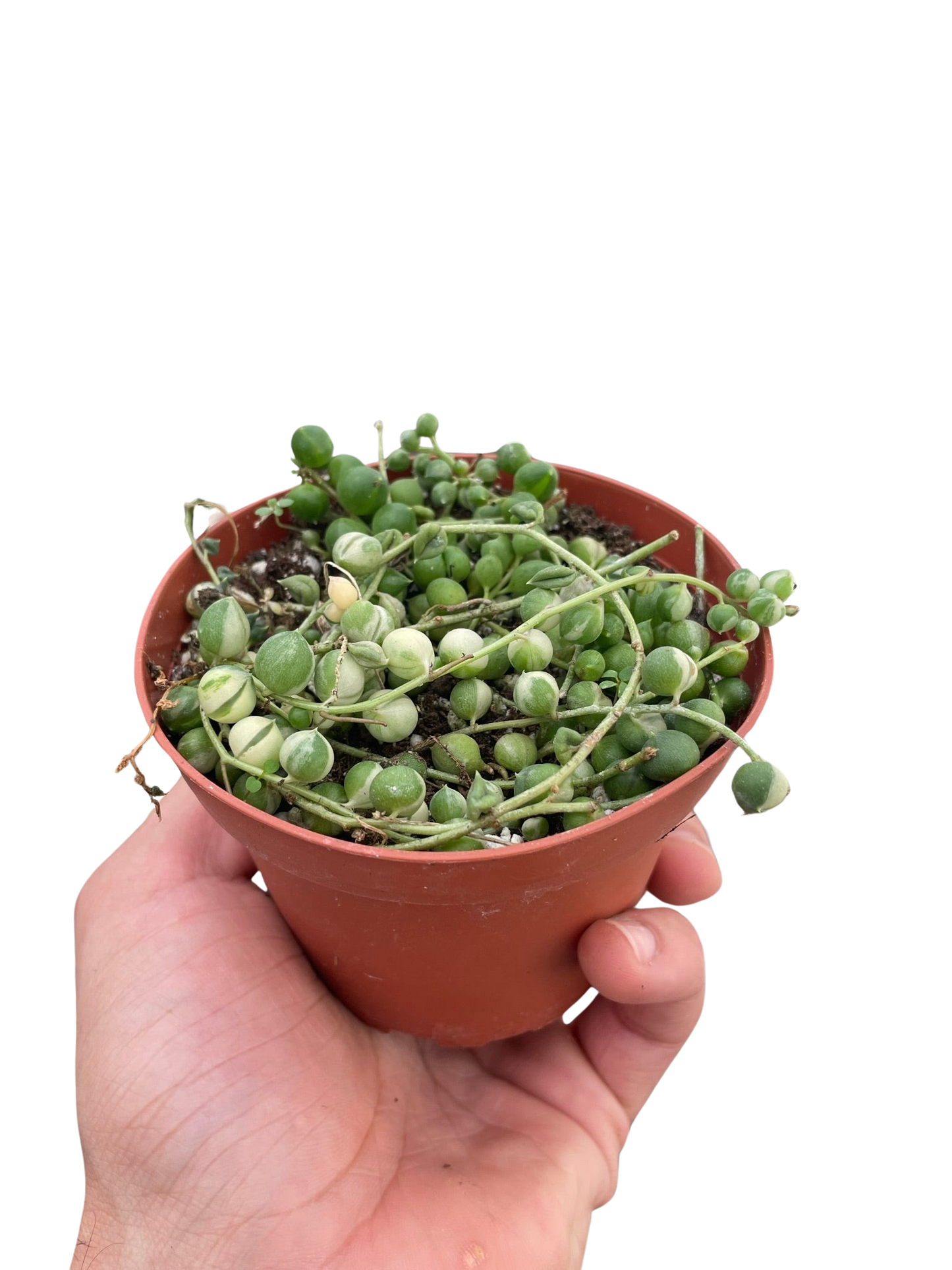 Succulent 'String of Pearls' Variegated potted plant
