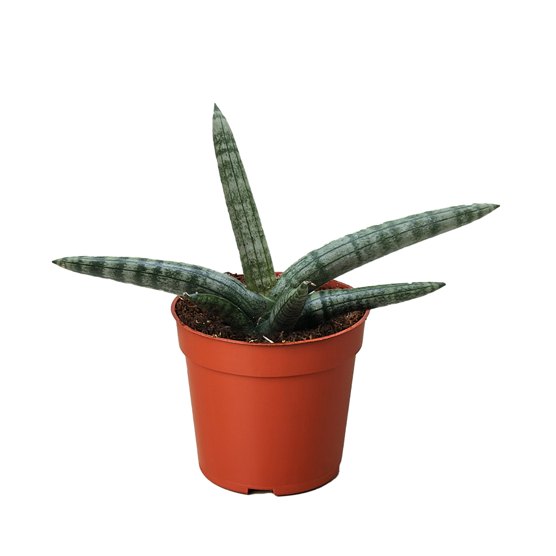 Succulent Stapelia African Starfish potted plant