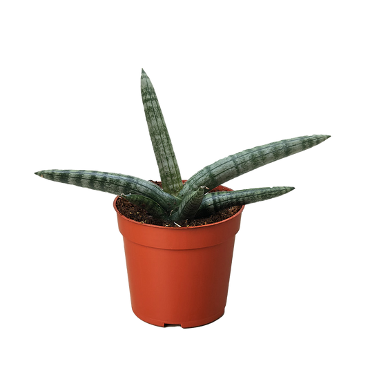 Succulent Stapelia African Starfish potted plant
