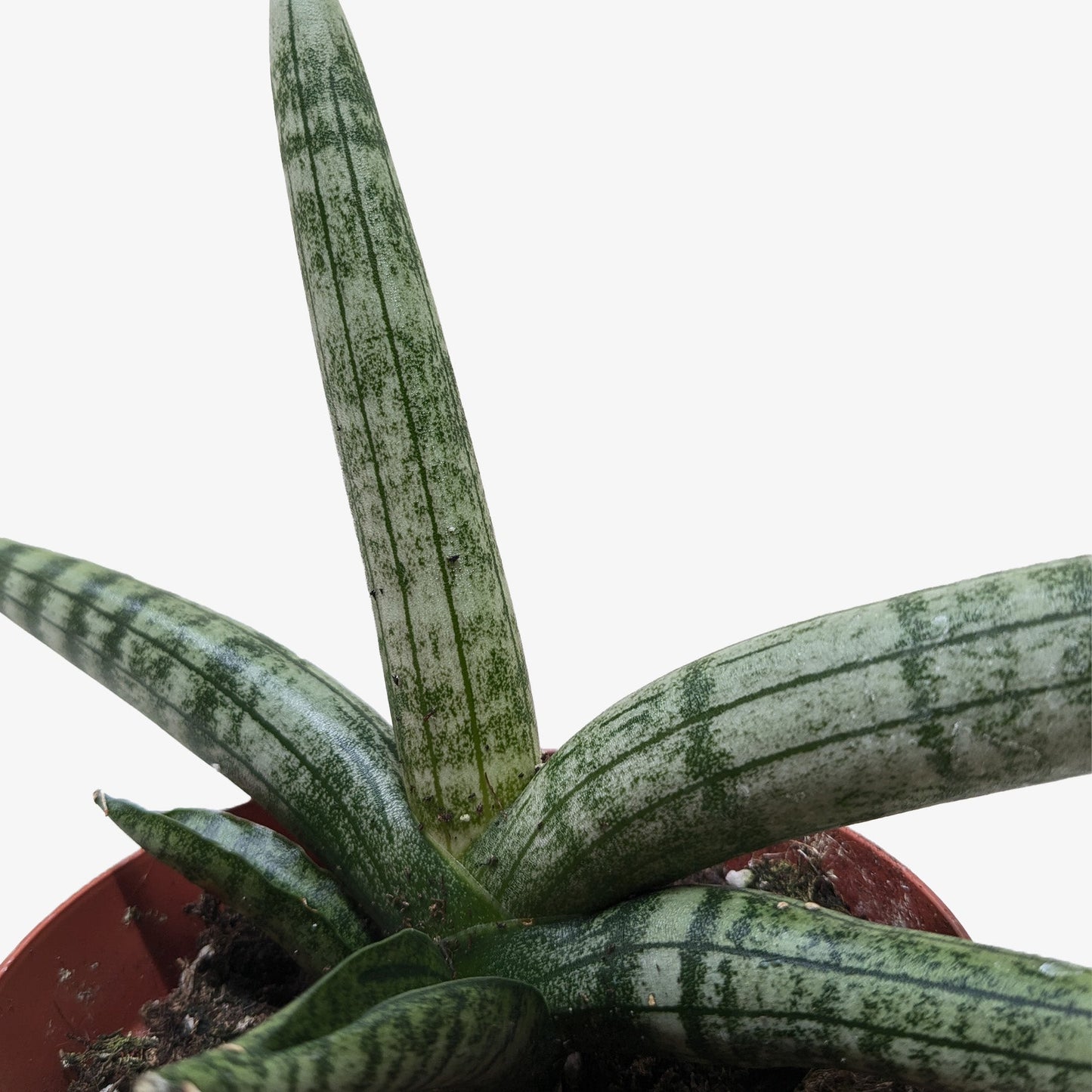 Succulent Stapelia African Starfish potted plant