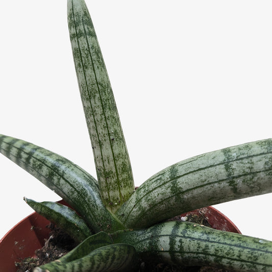 Succulent Stapelia African Starfish potted plant
