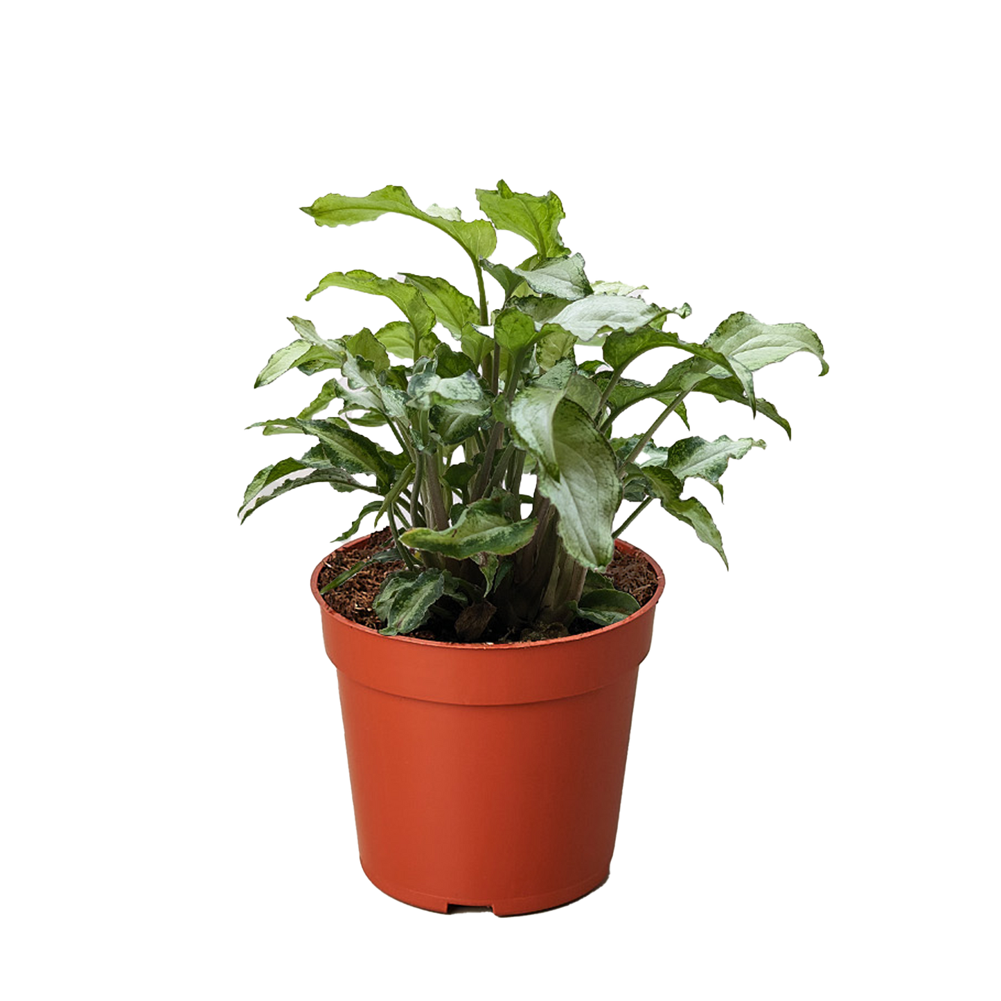 Syngonium 'Three Kings' 4" potted plant