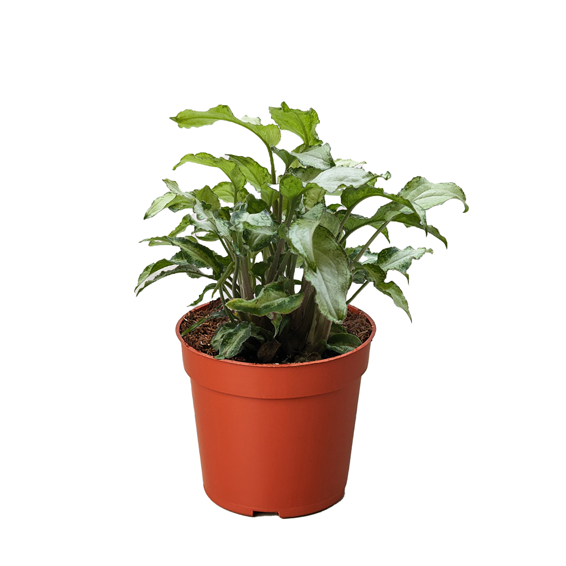 Syngonium 'Three Kings' 4" potted plant