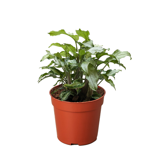 Syngonium 'Three Kings' 4" potted plant