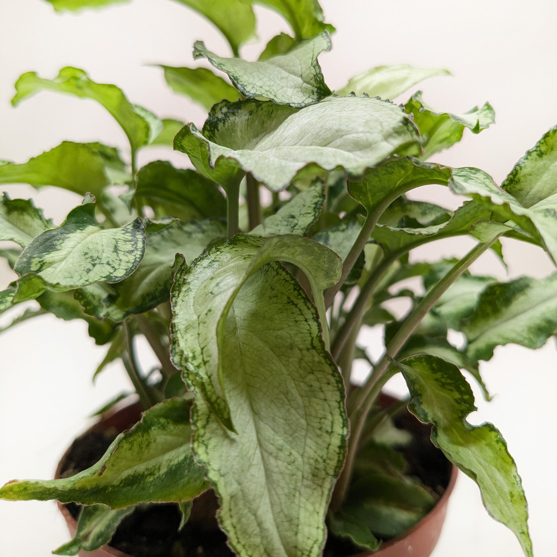 Syngonium 'Three Kings' 4" potted plant
