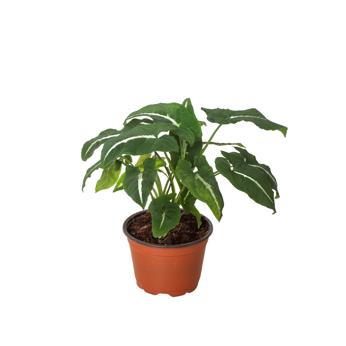 Syngonium wendlandii 'Black Velvet' potted plant