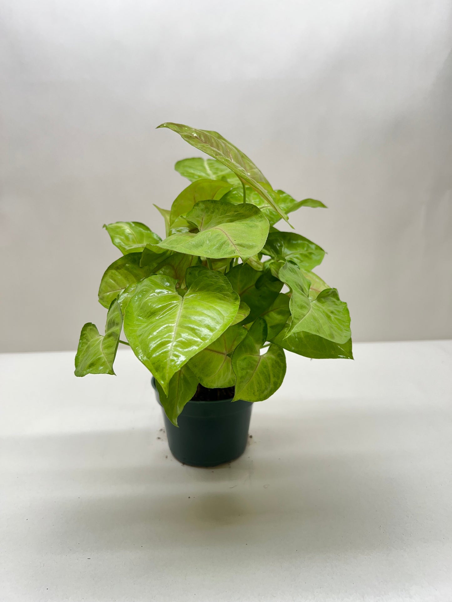 Syngonium Cream Allusion potted plant
