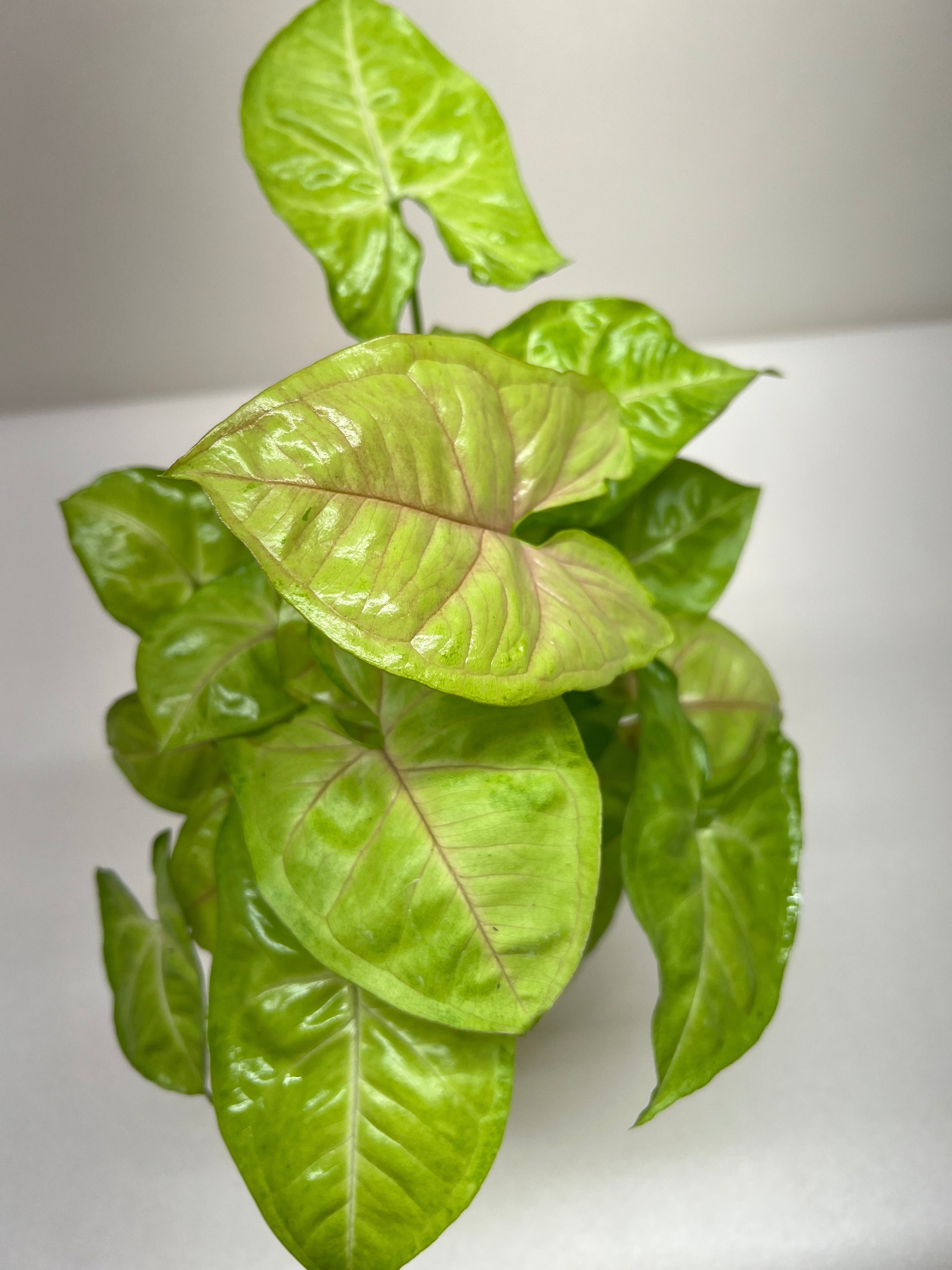 Syngonium Cream Allusion potted plant