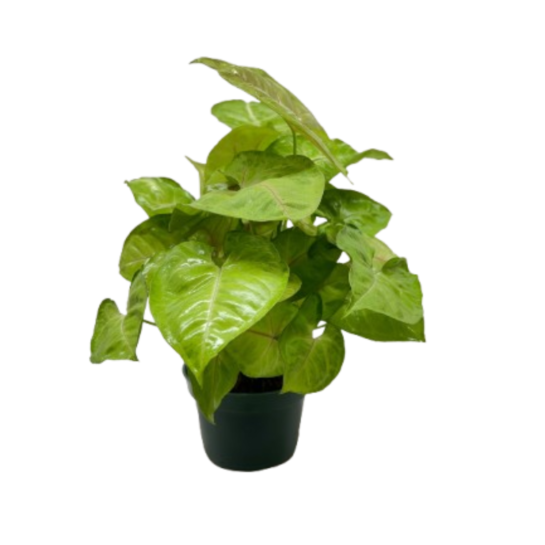 Syngonium Cream Allusion potted plant