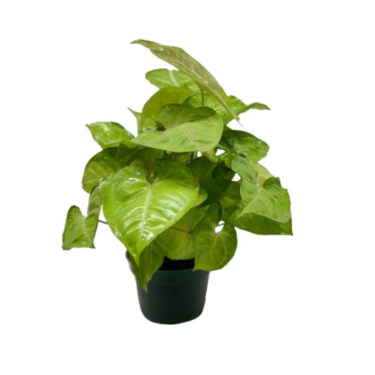 Syngonium Cream Allusion potted plant