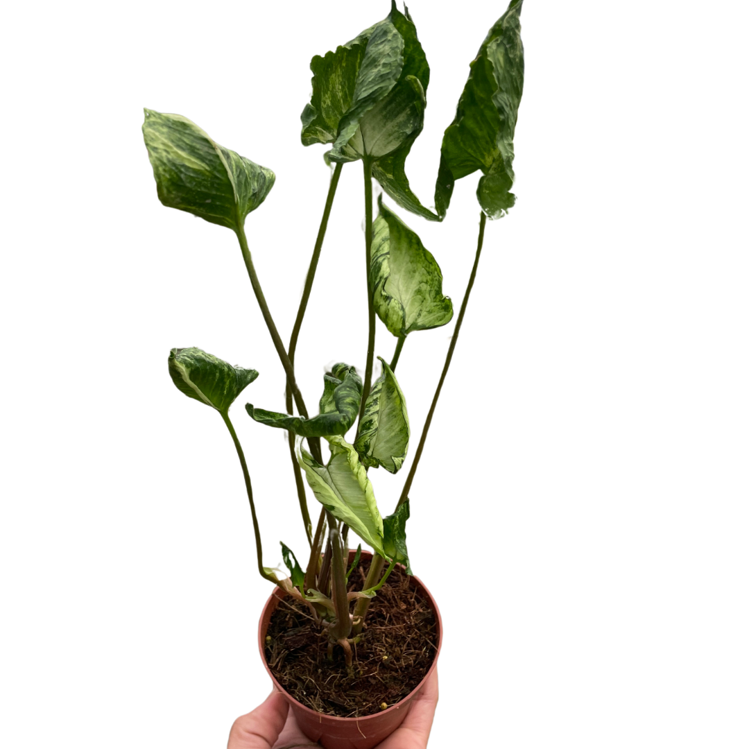 Syngonium 'Godzilla' potted plant