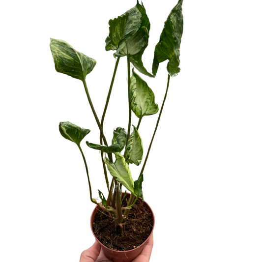 Syngonium 'Godzilla' potted plant