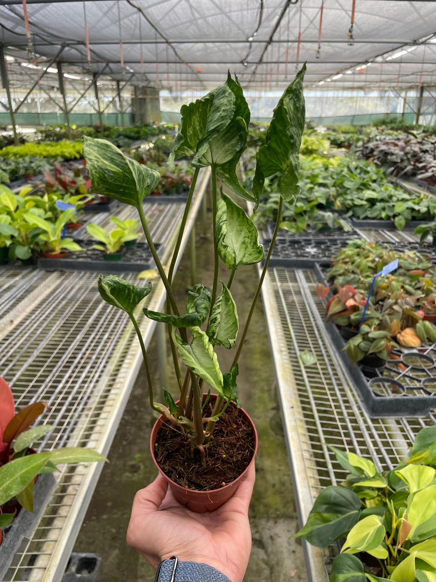 Syngonium 'Godzilla' potted plant