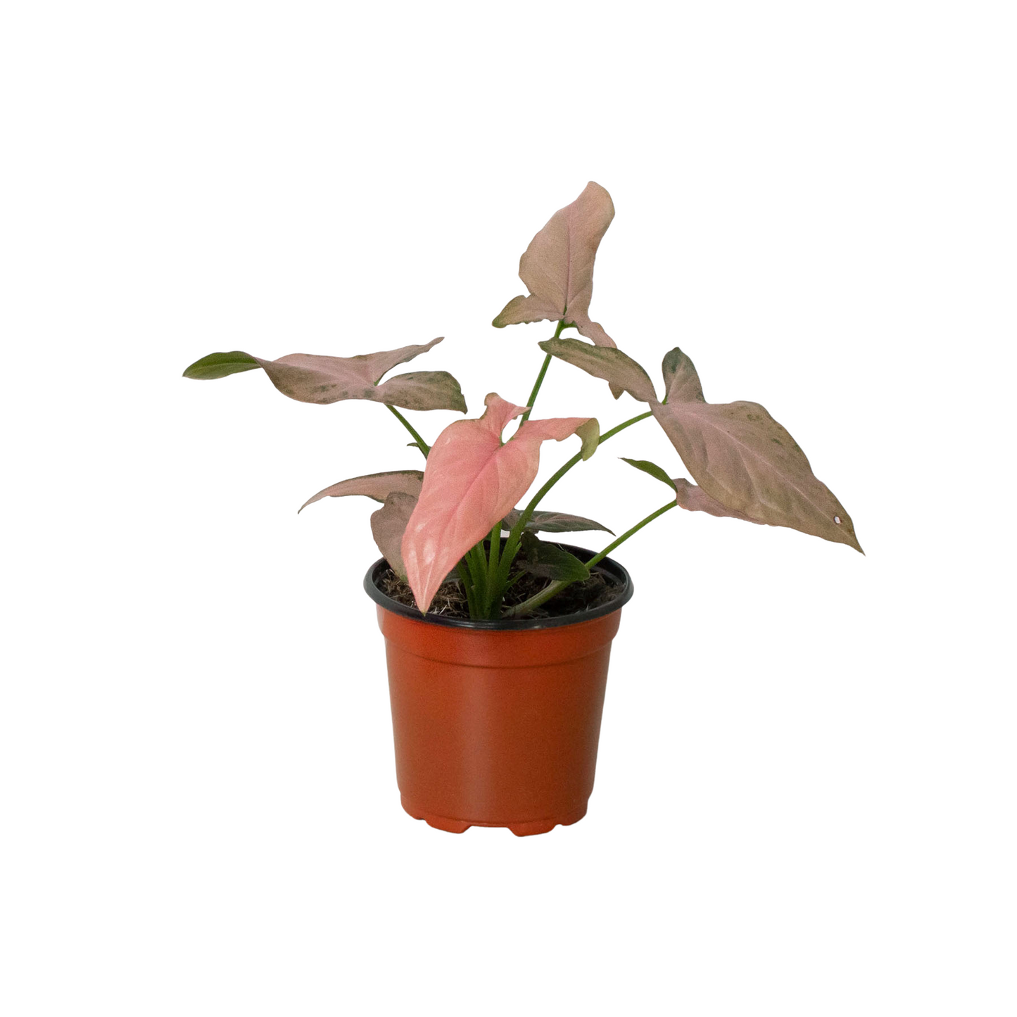 Syngonium 'Pink Splash' 4" potted plant