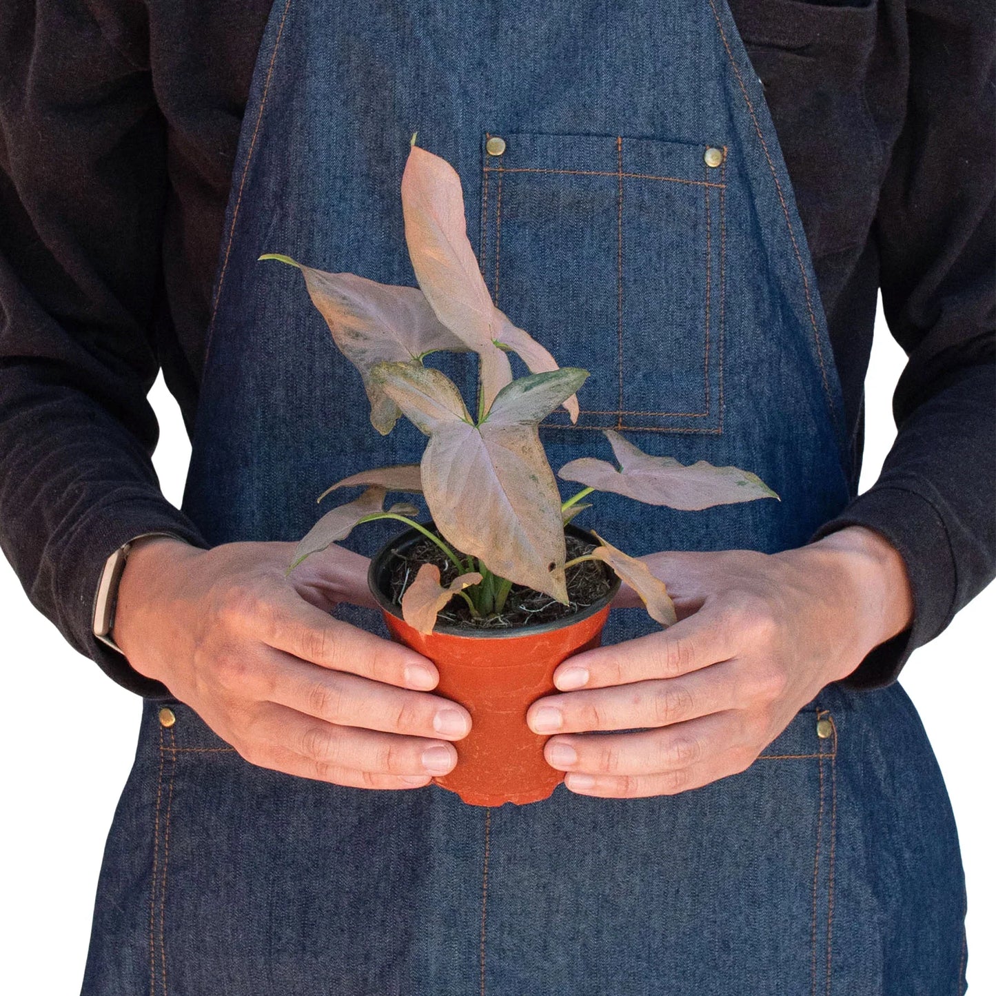 Syngonium 'Pink Splash' 4" potted plant