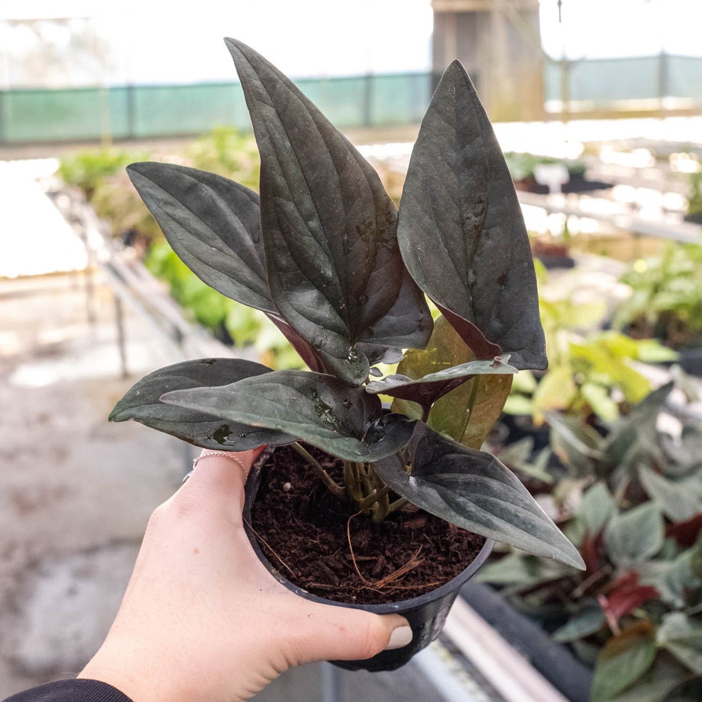 Syngonium 'Red Arrow' potted plant