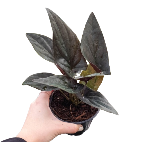 Syngonium 'Red Arrow' potted plant