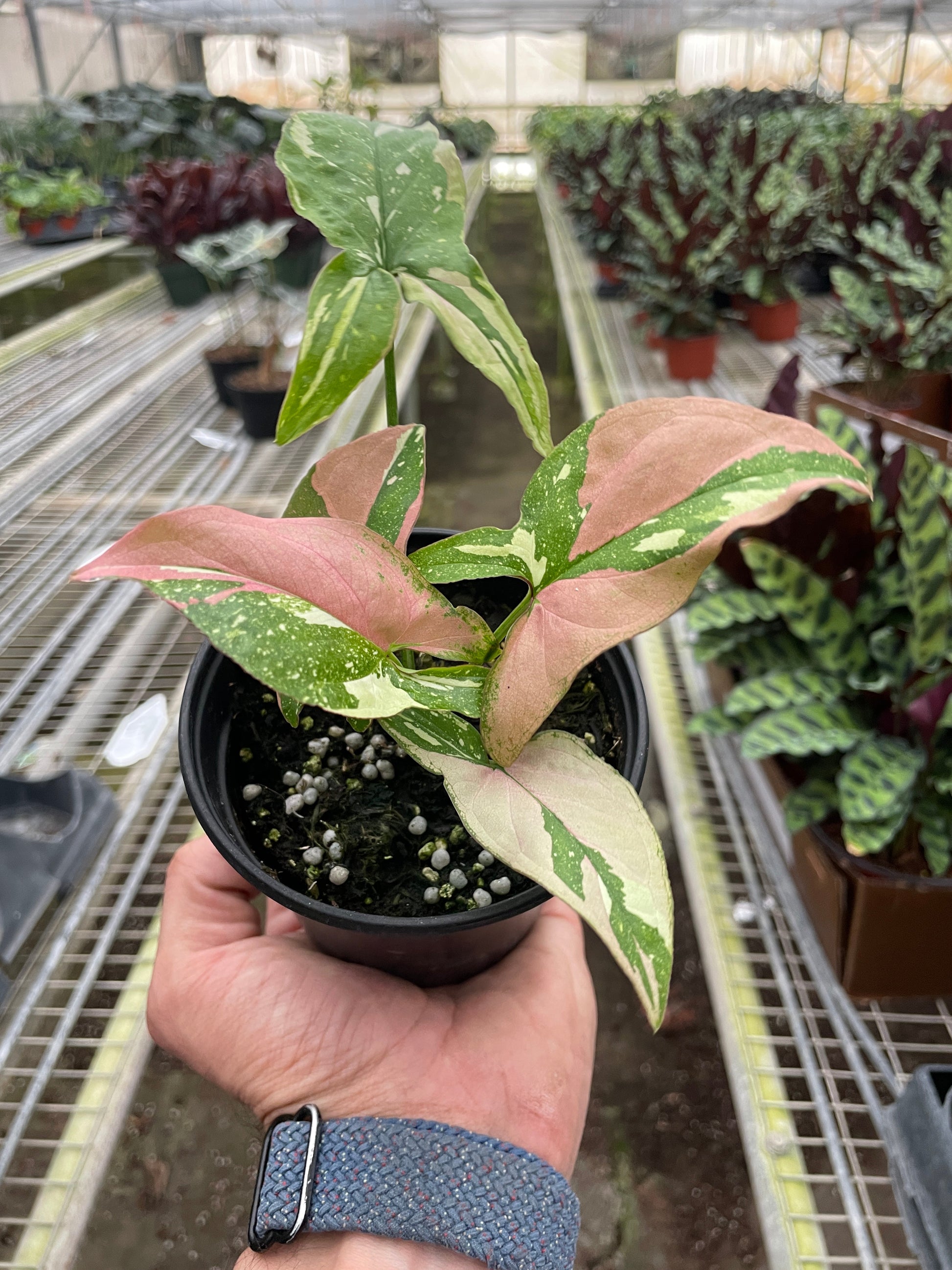 Syngonium 'Tricolor' 4" potted plant