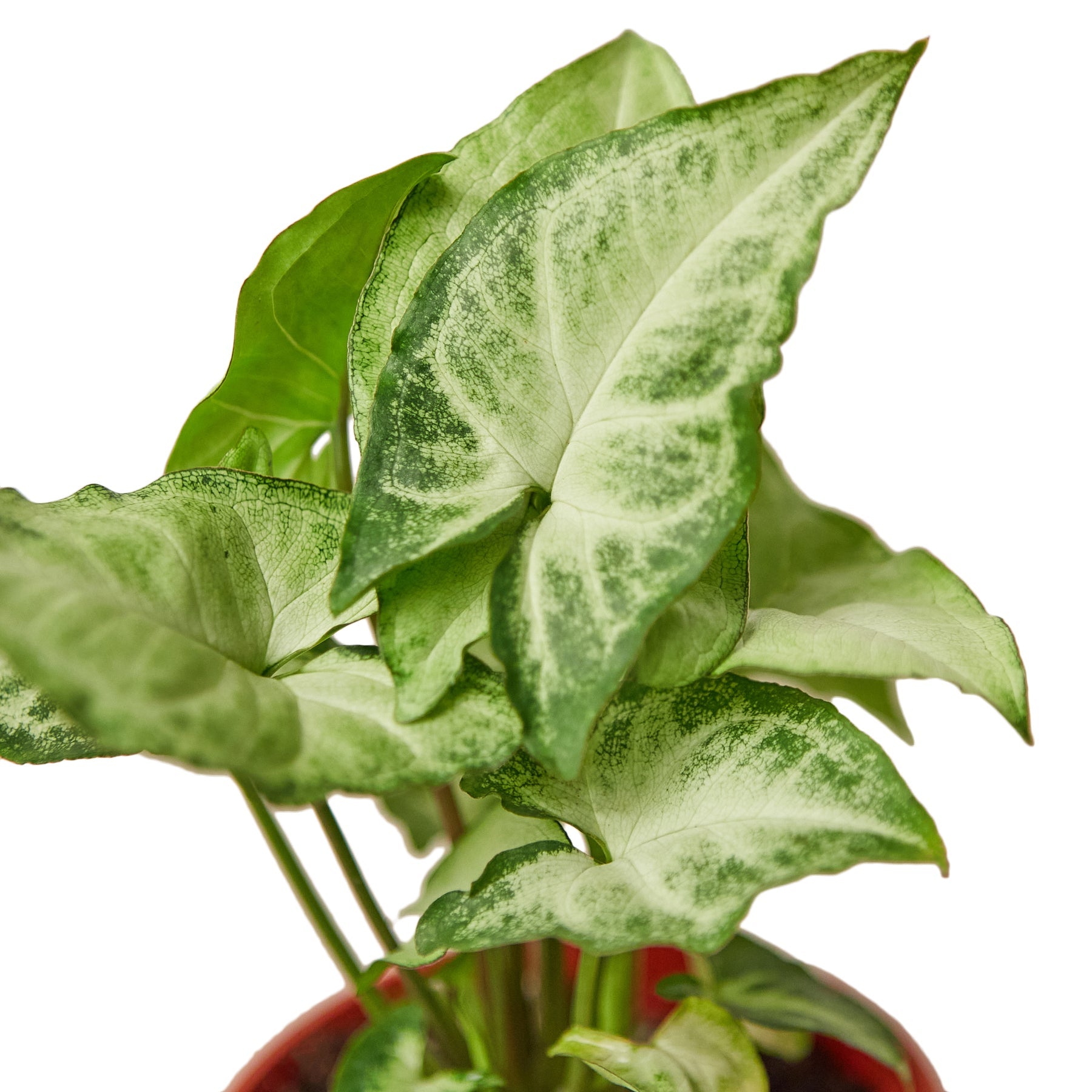 Syngonium White Butterfly 4" potted plant