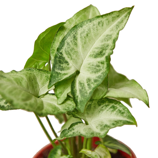 Syngonium White Butterfly 4" potted plant