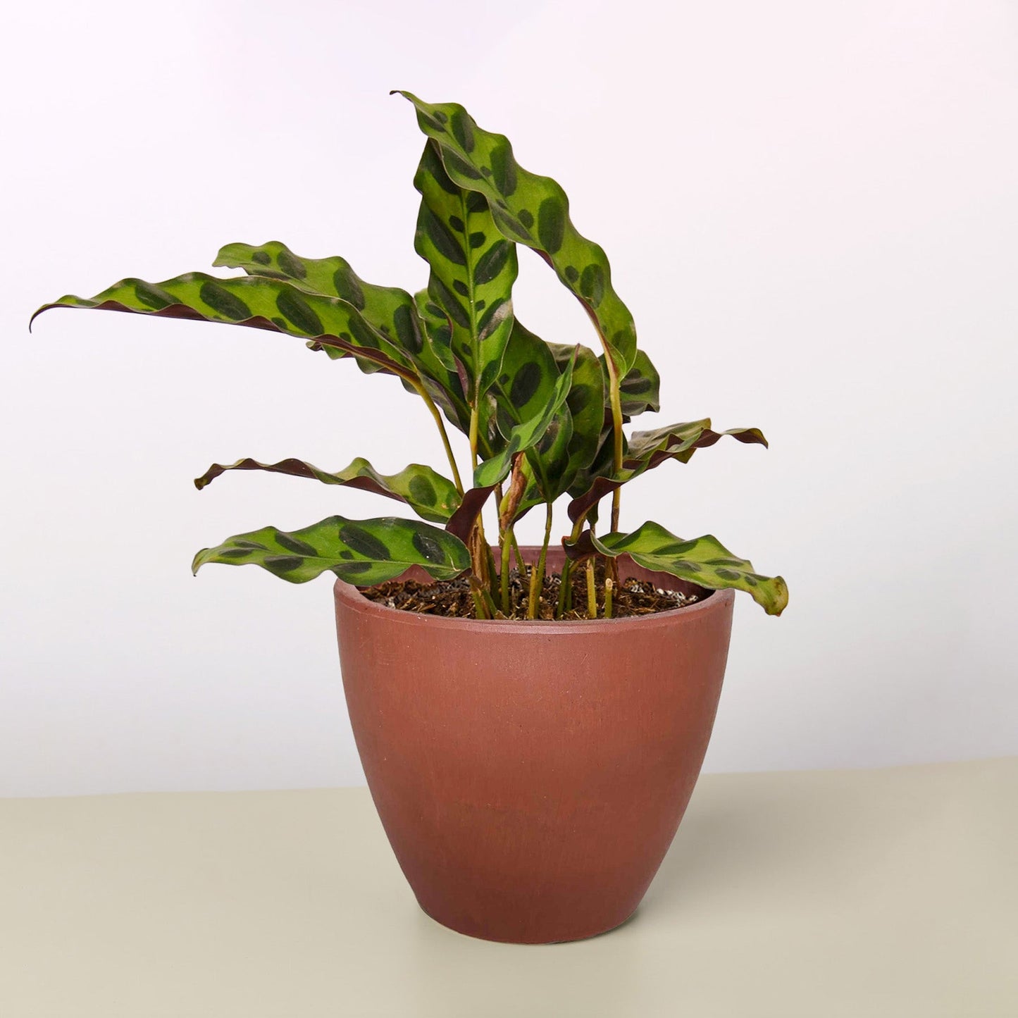 Calathea Lancifolia 'Rattlesnake' potted plant