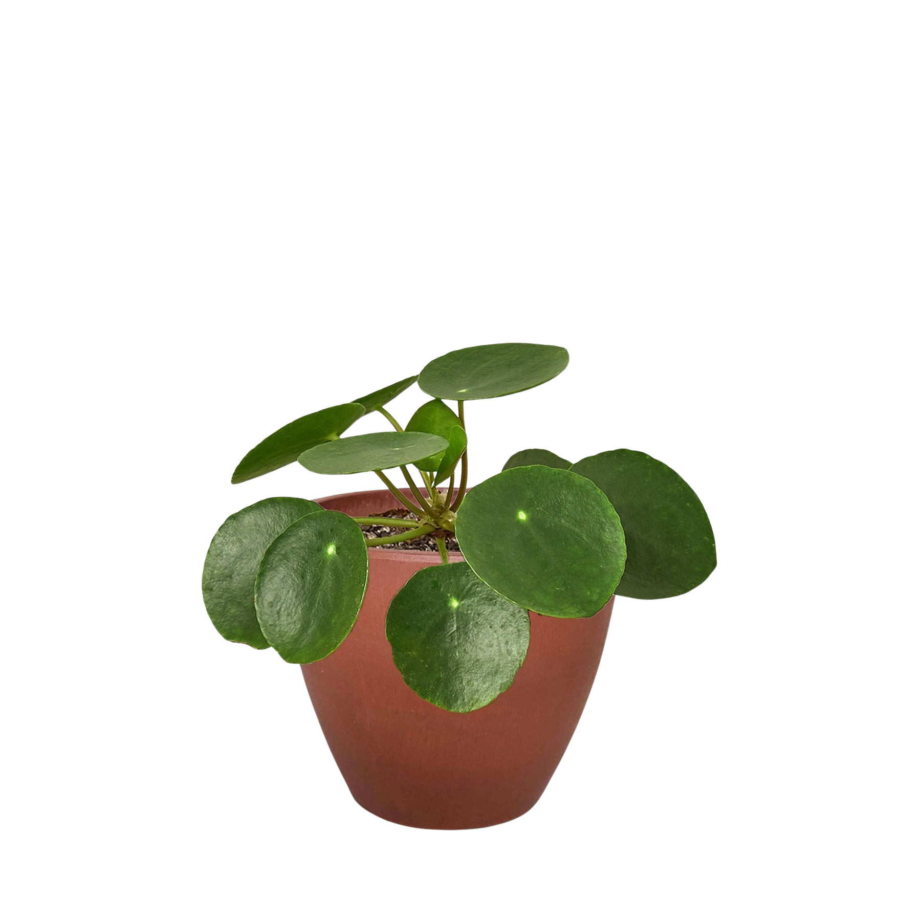Pilea Peperomioides 'Chinese Money' potted plant