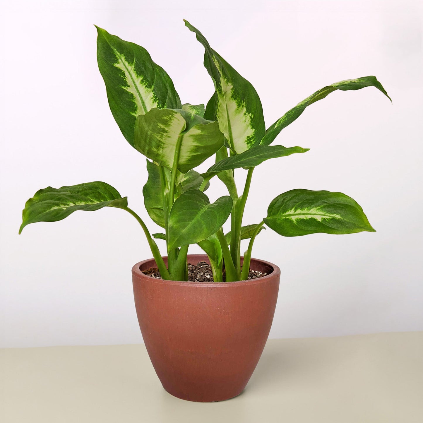 Dieffenbachia Camille potted plant