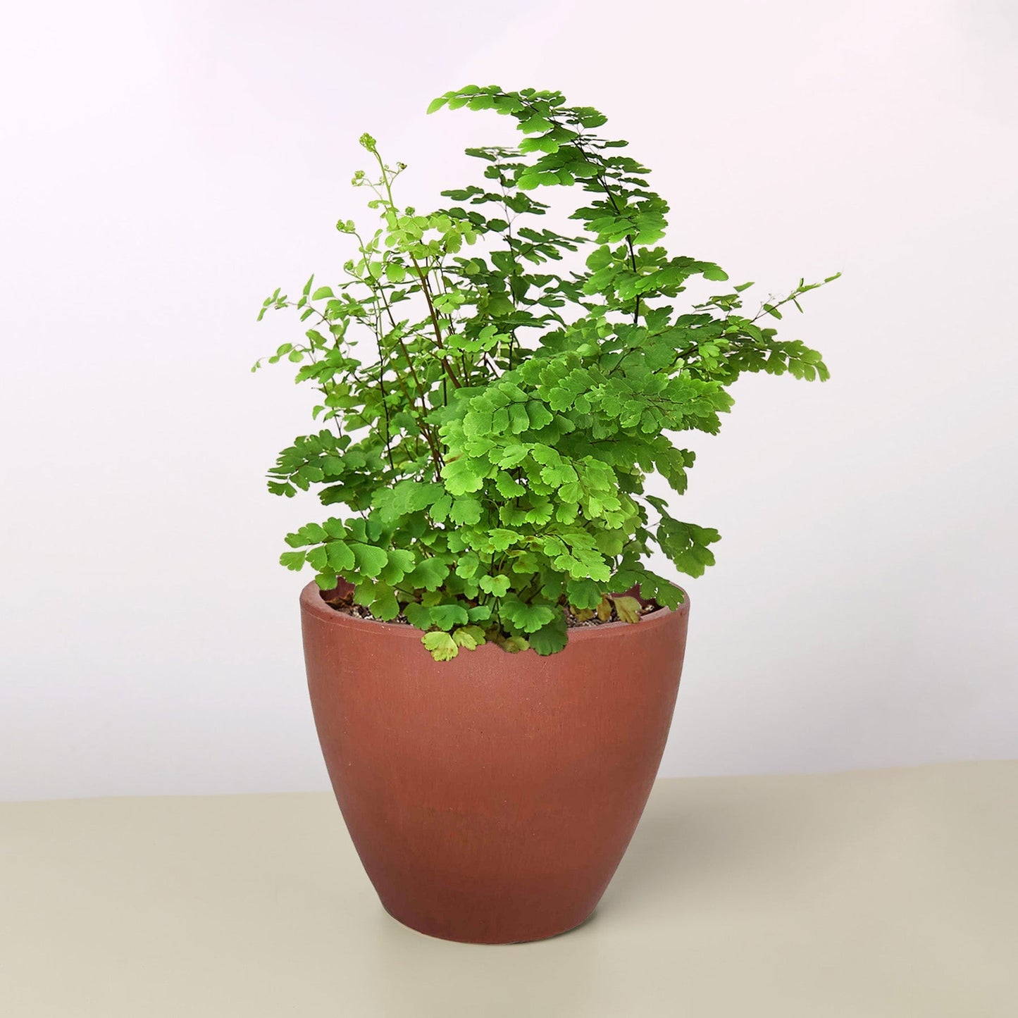 Maidenhair Fern potted plant