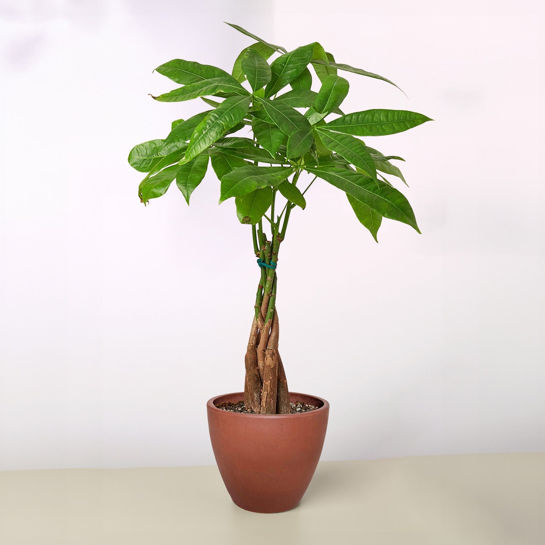 Money Tree 'Guiana Chestnut' Pachira Braid potted plant