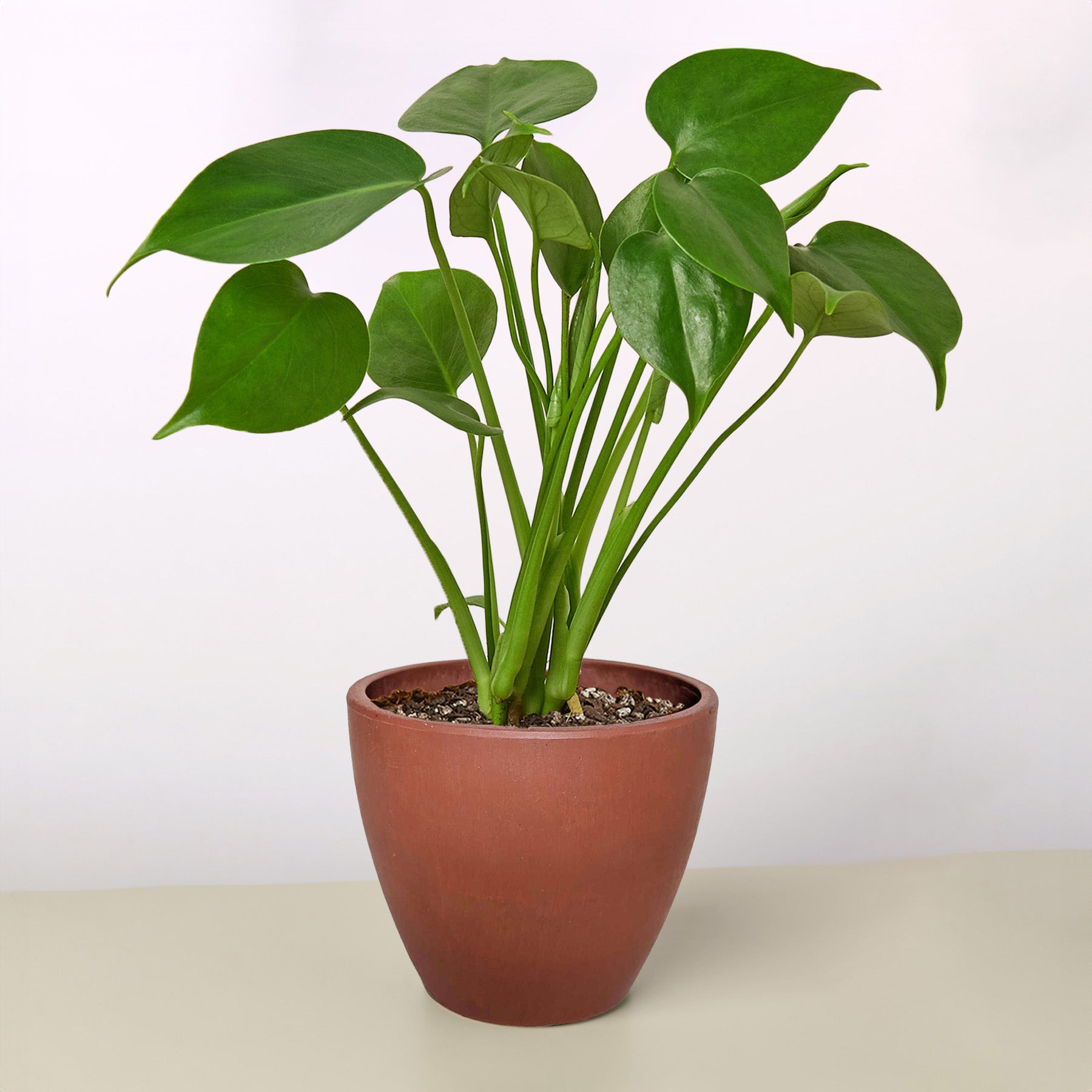 Monstera 'Split-Leaf' potted plant