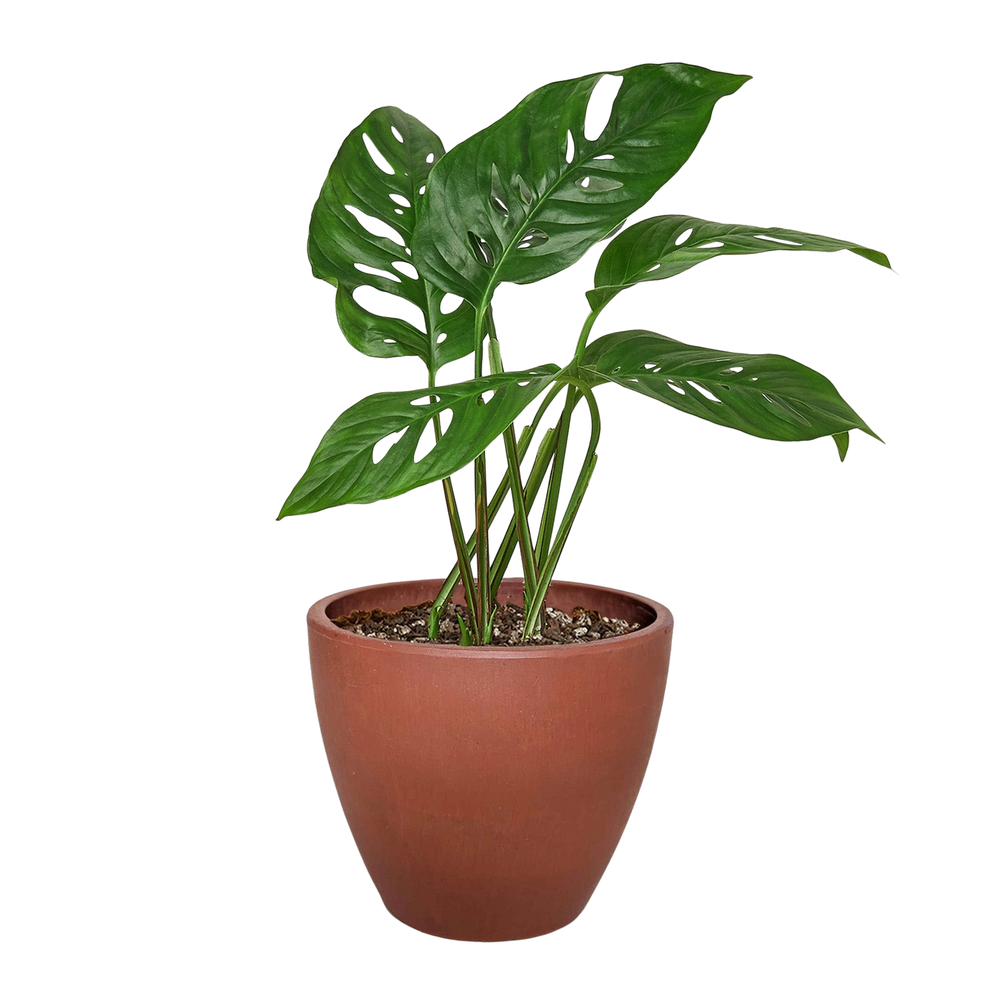 Monstera Adansonii 'Swiss Cheese' potted plant