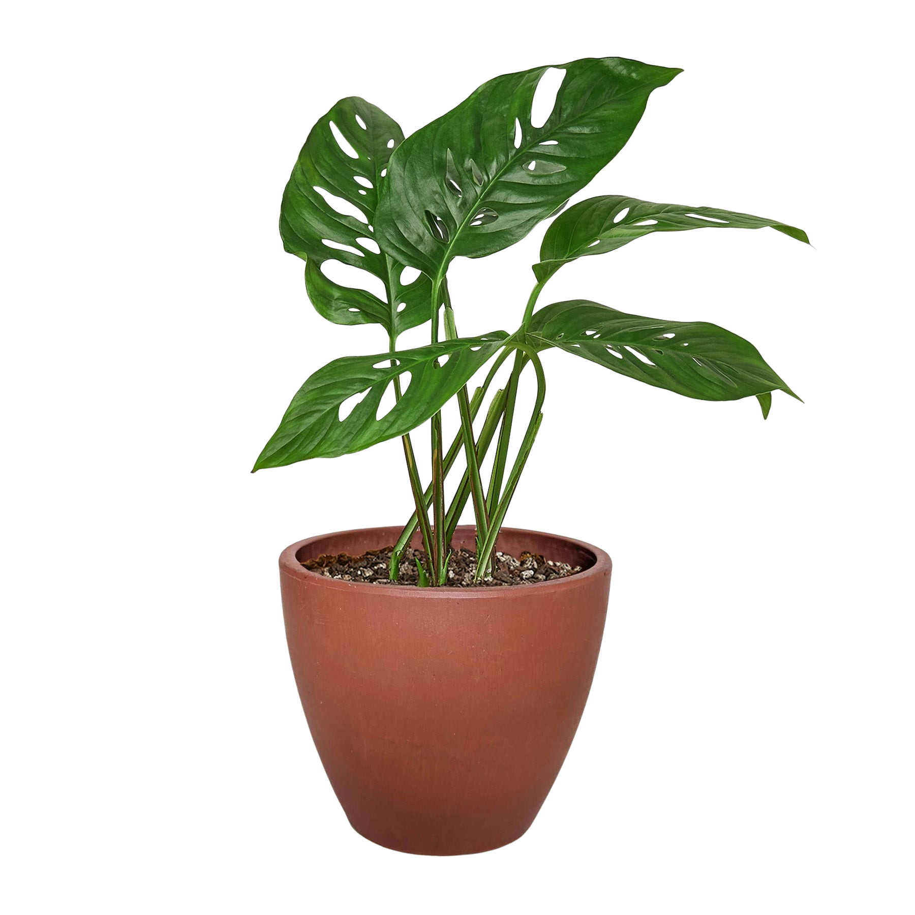 Monstera Adansonii 'Swiss Cheese' potted plant