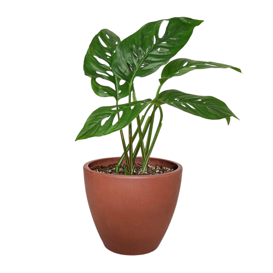 Monstera Adansonii 'Swiss Cheese' potted plant