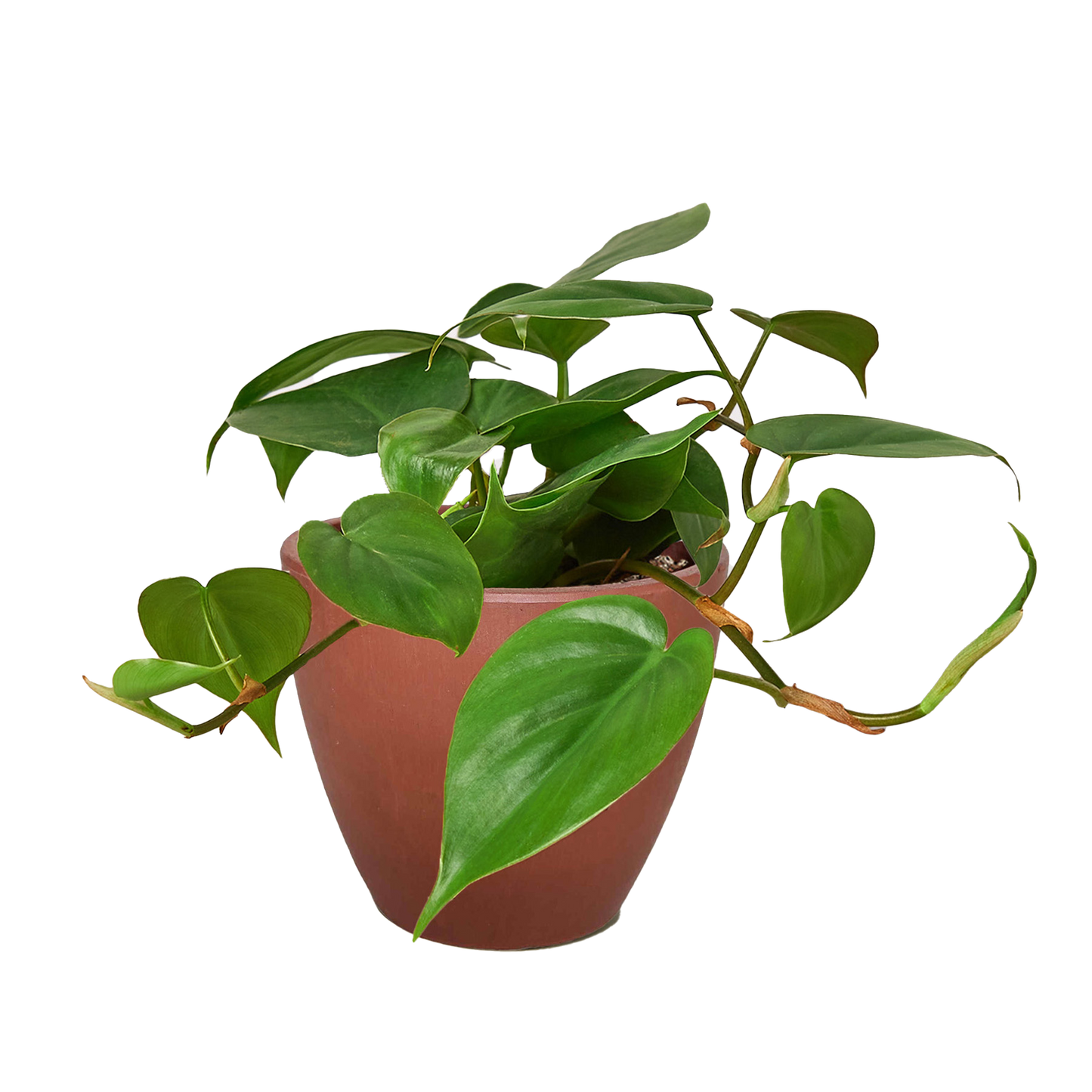 Philodendron Cordatum Heartleaf potted plant