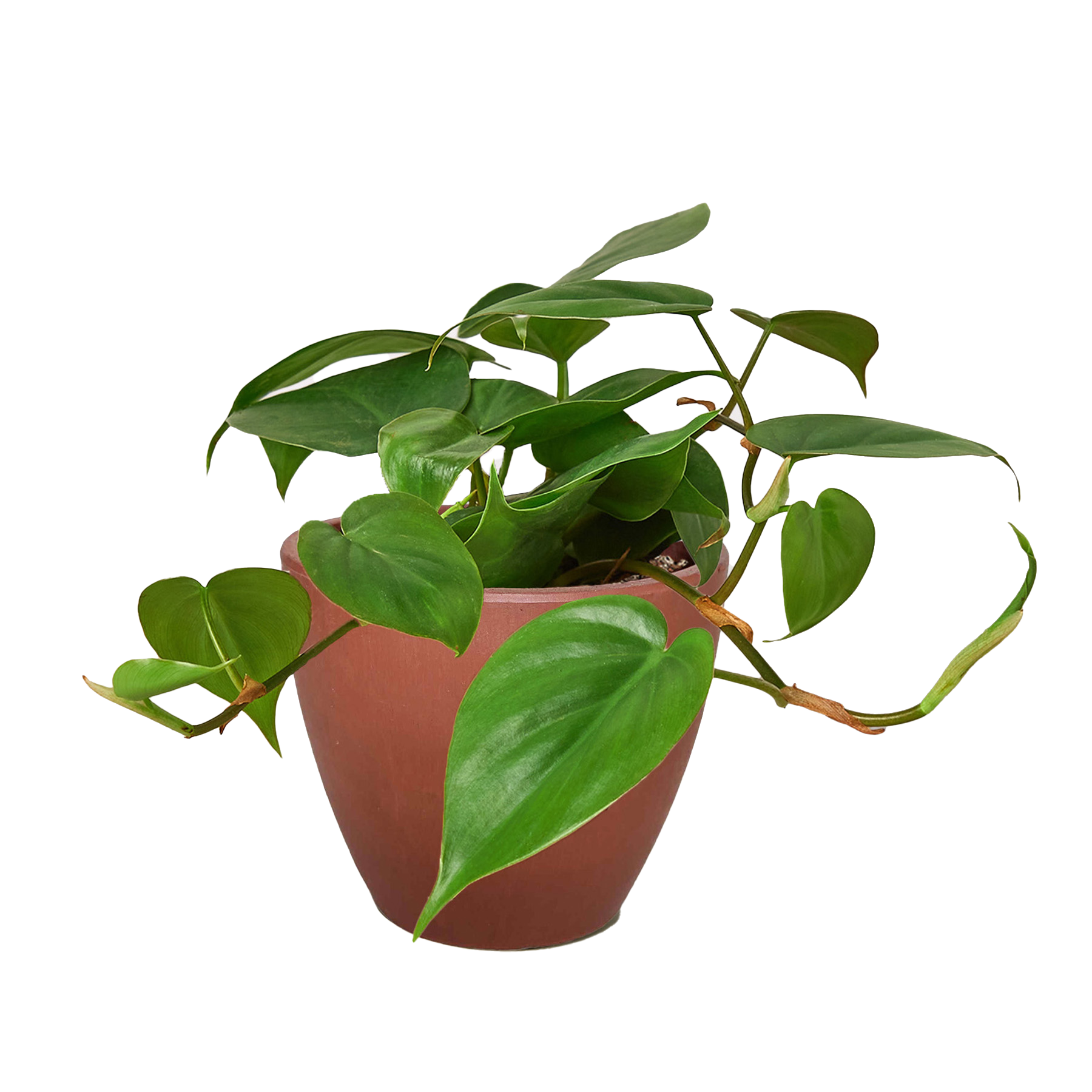 Philodendron Cordatum Heartleaf potted plant