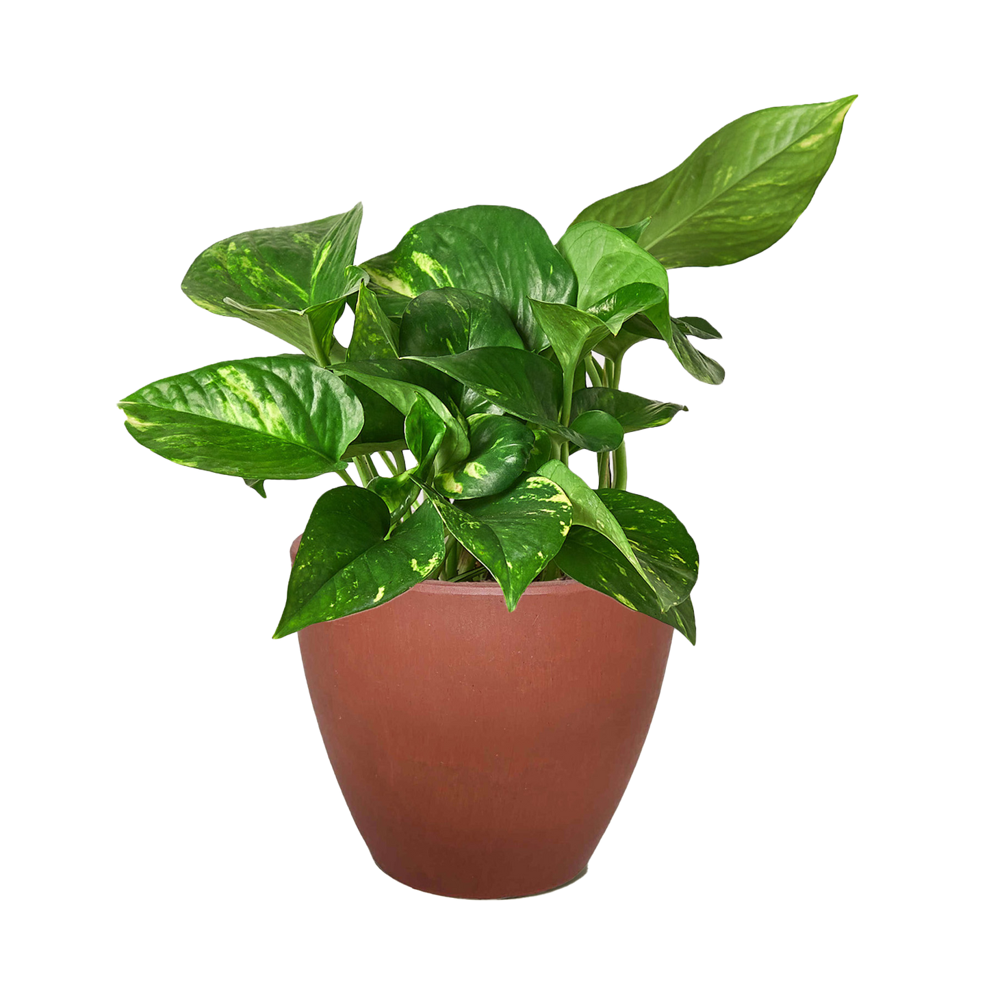 Pothos 'Golden' potted plant