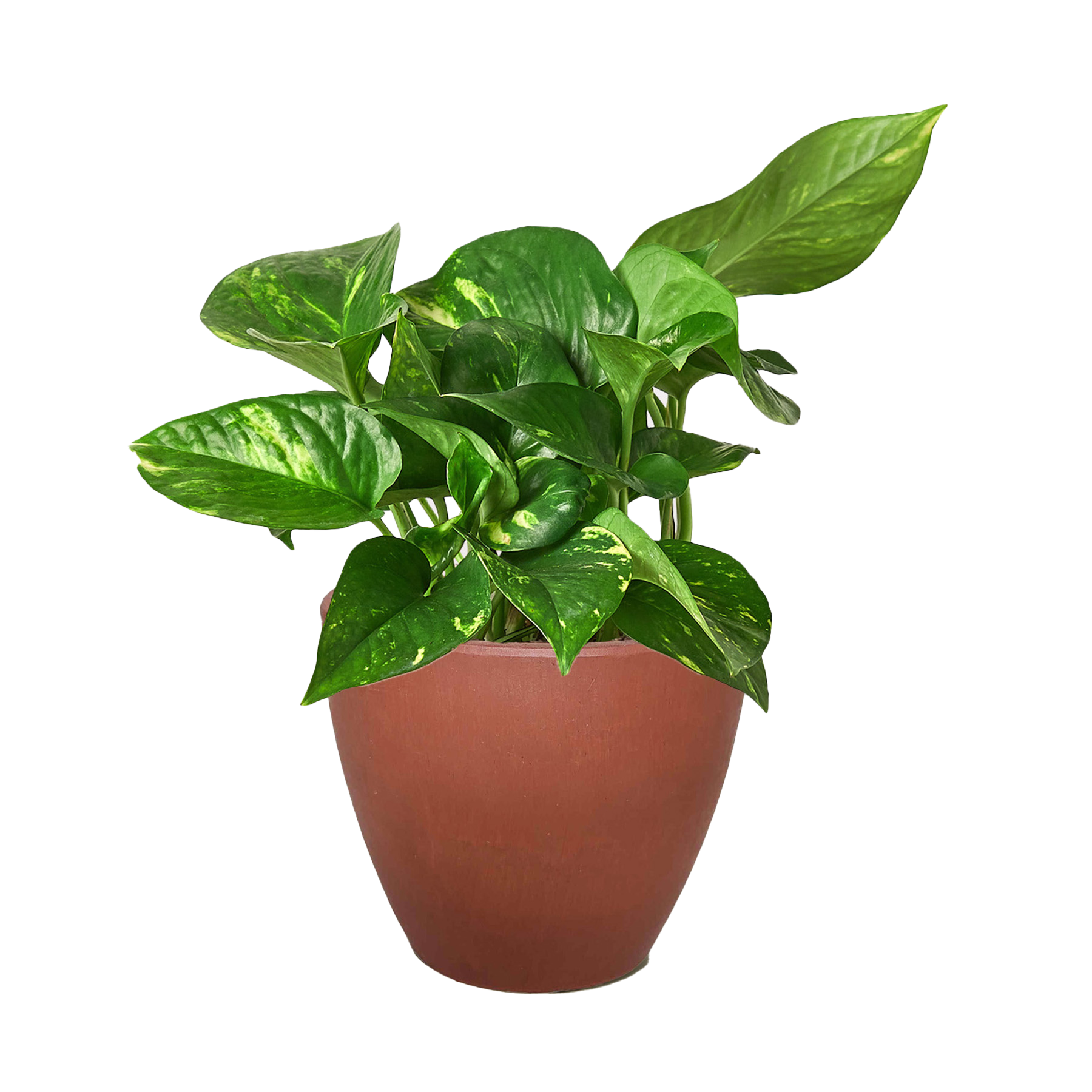 Pothos 'Golden' potted plant