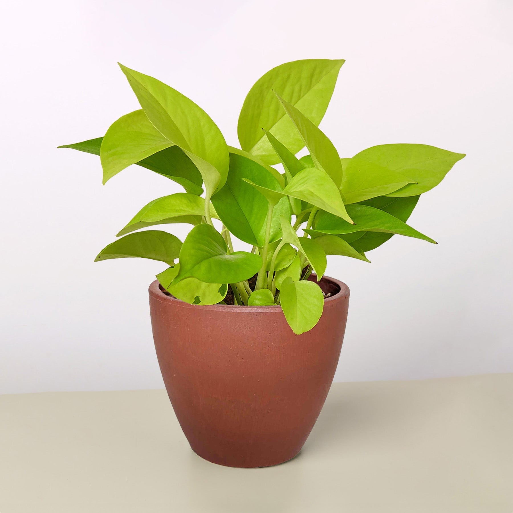 Pothos 'Neon' potted plant