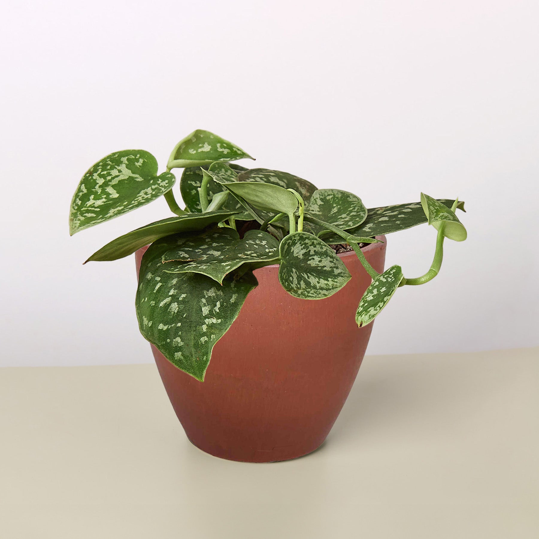 Pothos 'Satin' potted plant