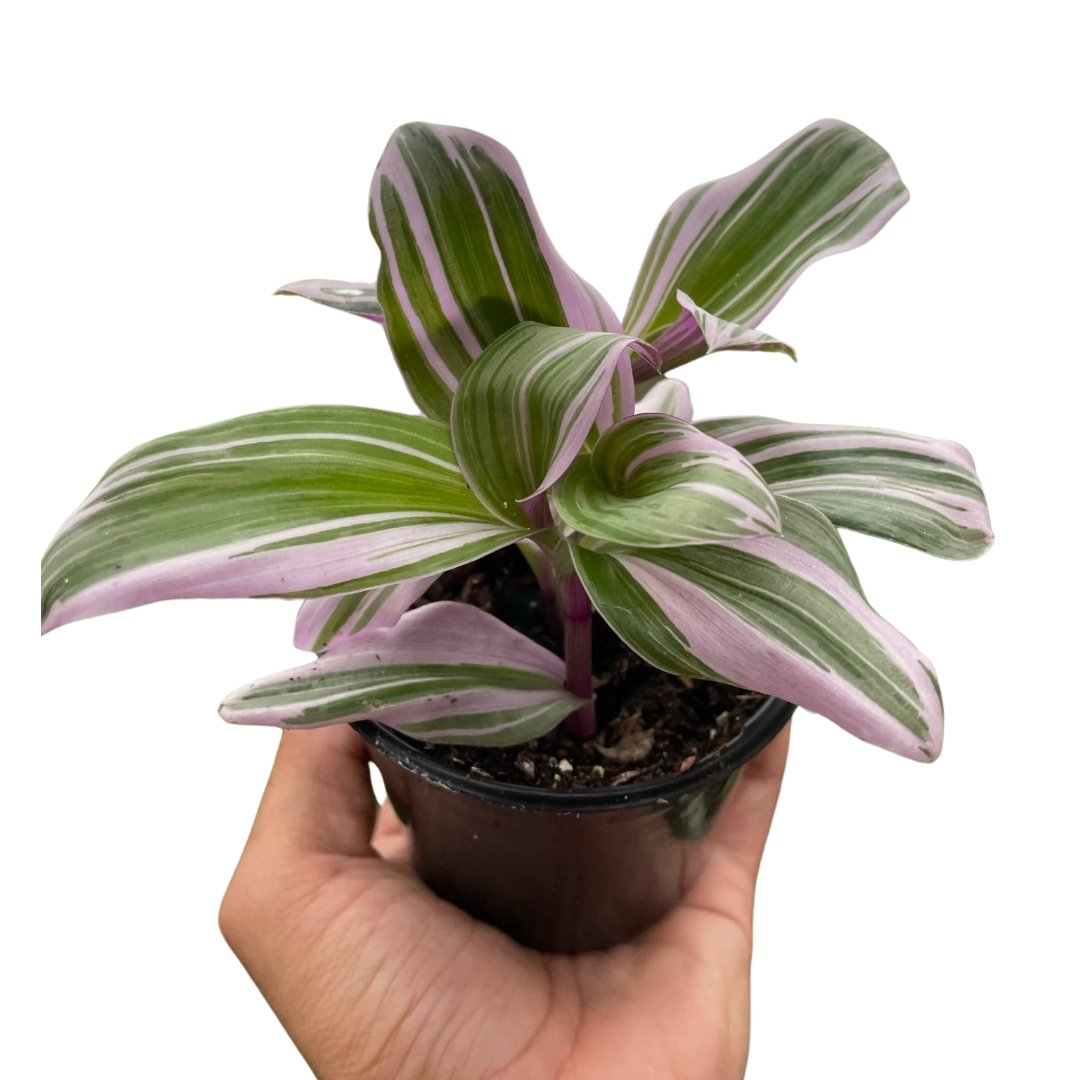 Tradescantia 'Nanouk' potted plant