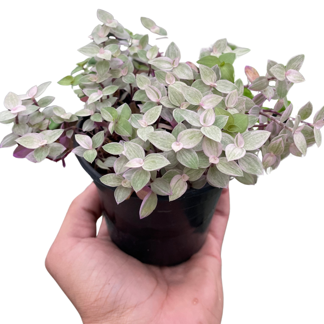 Tradescantia Callisia 'Pink Panther' potted plant