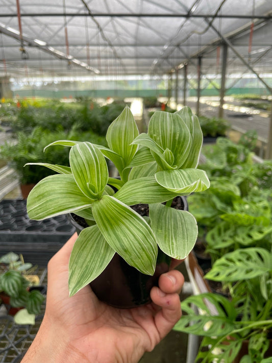 Tradescantia 'Sanna' potted plant