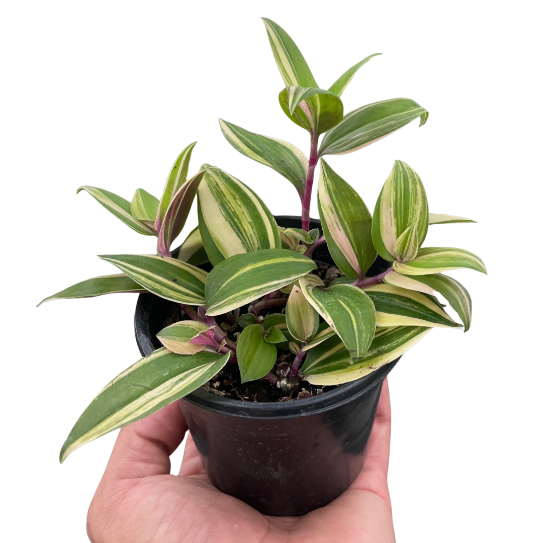 Tradescantia 'Tricolor' potted plant