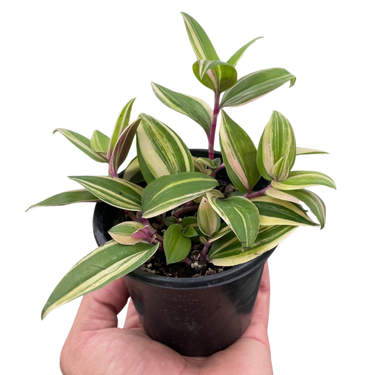 Tradescantia 'Tricolor' potted plant