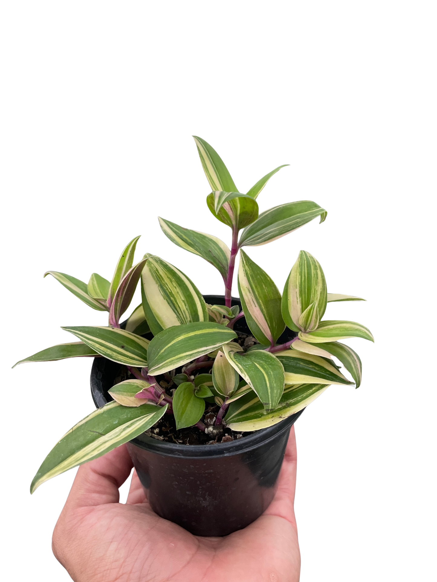 Tradescantia 'Tricolor' potted plant