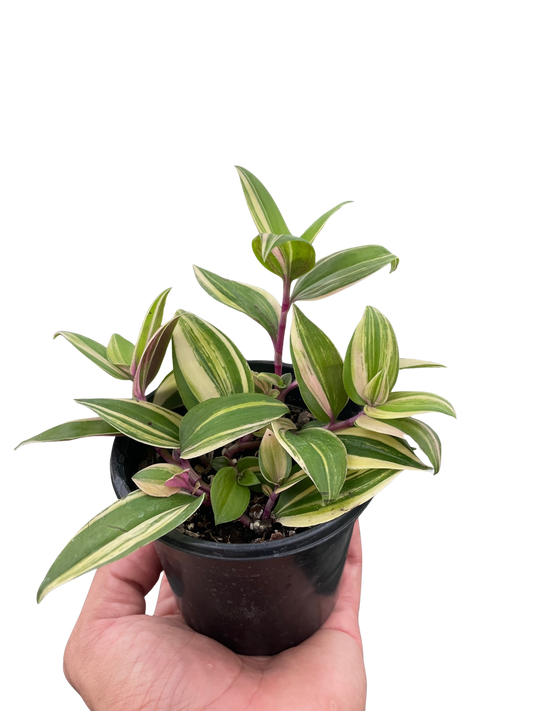 Tradescantia 'Tricolor' potted plant
