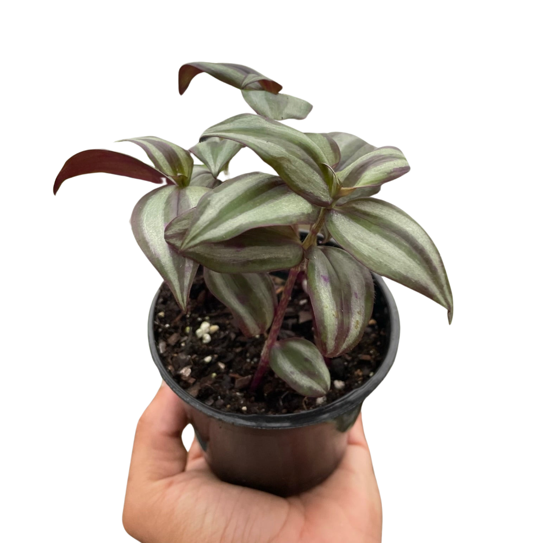 Tradescantia Zebrina 'Wandering Dude' potted plant