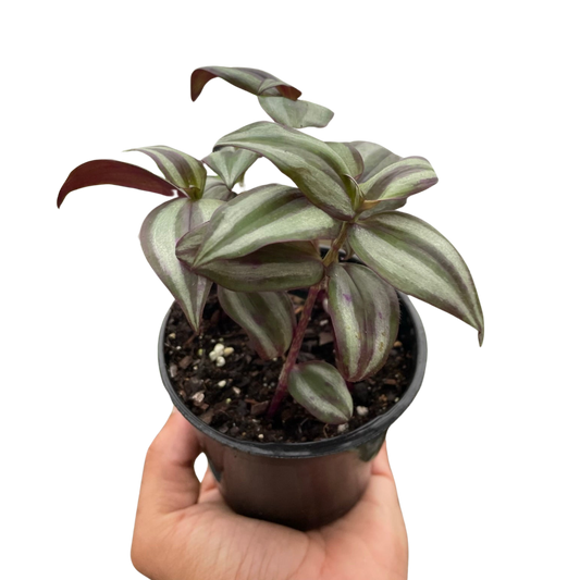 Tradescantia Zebrina 'Wandering Dude' potted plant