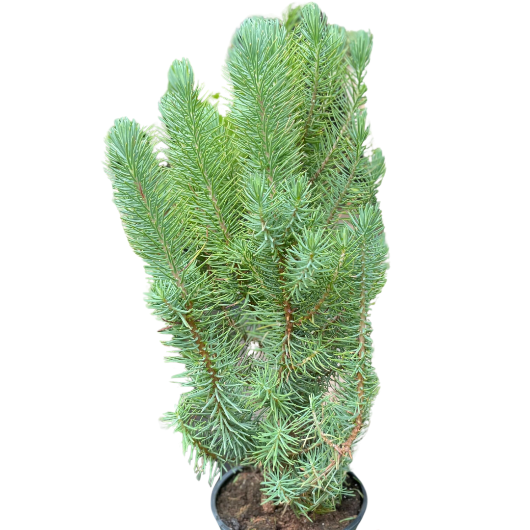 Blue Pine Trees potted plant