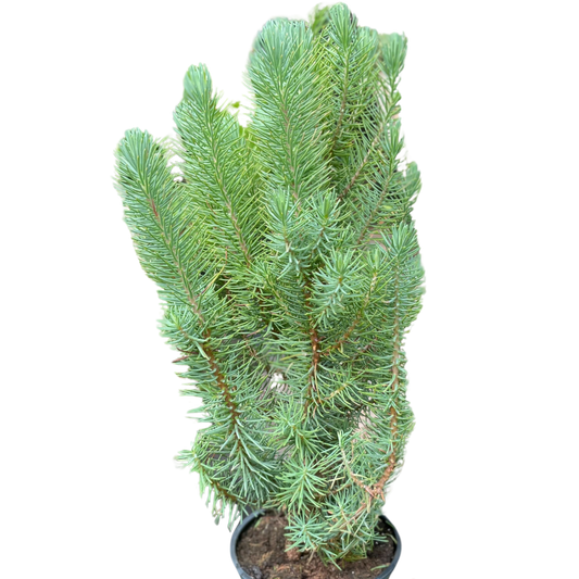Blue Pine Trees potted plant